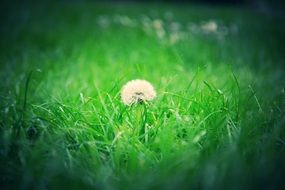 lonely fluffy dandelion on the meadow