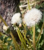 white fluffy dandelions in the bright sun close up