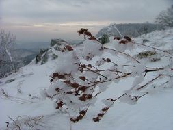 plants in snow on beech mountain