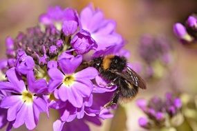 Bee on purple flower drumstick