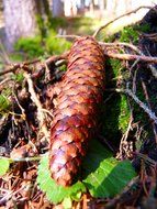 pine cones brown