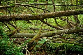 fallen tree in the forest after a storm