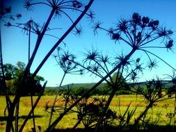 dark silhouettes of big plants on a sunny day