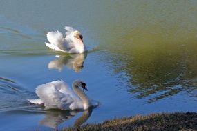 White swans in pond