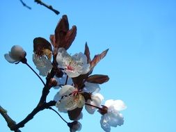 sakura like blooming cherry