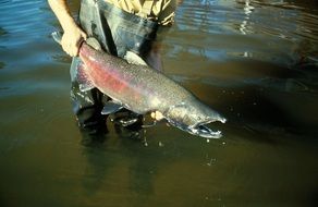 Fish in the hands