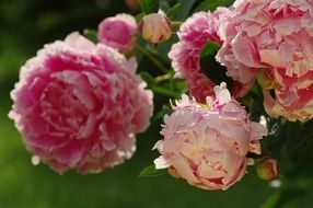 peony pink close-up on blurred background
