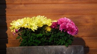 autumn flowers near the wall