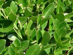 green leaves of laurel bush