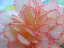 light pink begonia close up
