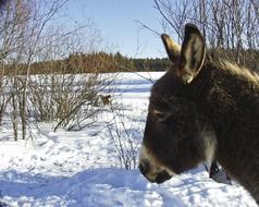 donkey in a snowy forest