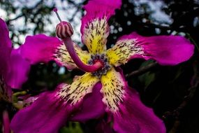 purple ceiba speciosa in the garden