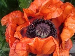 poppy as a decoration of nature