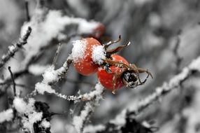 Sweerbrier in the snow