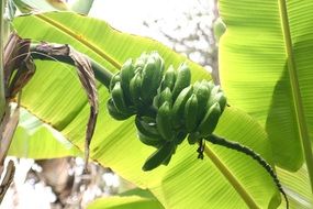green bananas against a background of huge leaves in the glare of light