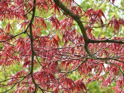 red maple leafes on the tree branches