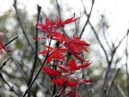 delightful beauty autumn leaf
