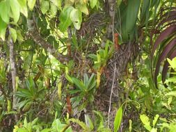 tropical vegetation