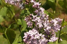 flower lilac purple