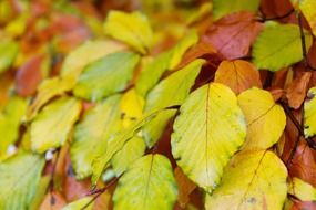 autumn beech leaves