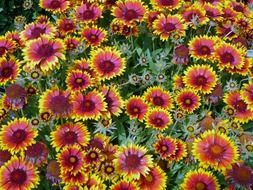 flowers blossom on the field