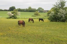 Landscape with the horses on the farmhouse