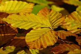 Beech Golden-yellow leaves