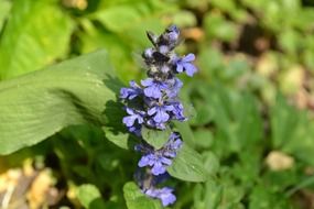 Violet bugle flowers