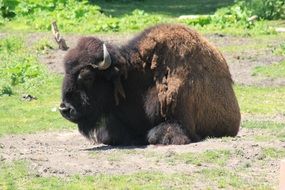 wild horned bison resting on a sunny day