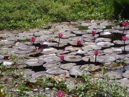 lotus pink flowers