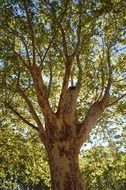 crown of old plane tree