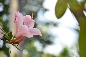 wonderful nice rosa
