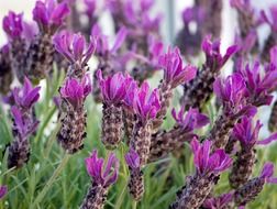 purple lavender buds