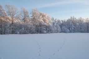 footprints in the snow against the backdrop of the winter forest