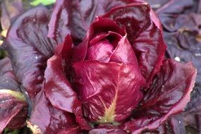 Close-up of the beautiful, red and purple salad plant