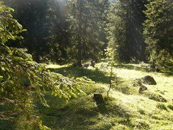 idyllic forest in the grass