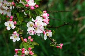 garden tree in spring