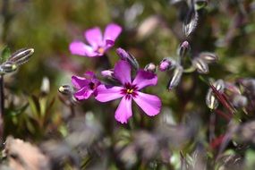 Purple flower garden blooms