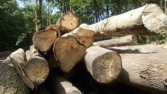pile of cut tree trunks at forest