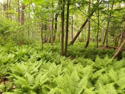 Green nature reserve