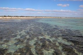 shore fossils in Australia