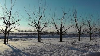 fascinating winter tree