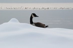 goose in cold snow winter portrait, canada