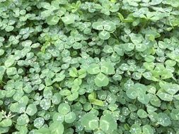small green leaves of clover