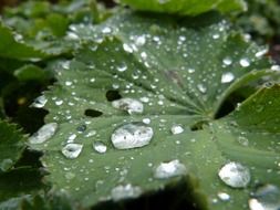 rain drop leaf