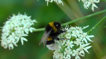 Bee on white flowers on a blurred background