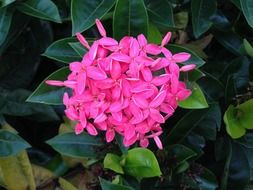 pink inflorescence of egyptian starcluster