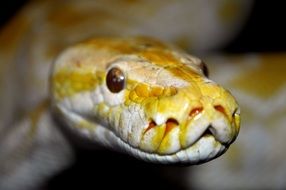 snake macro shot