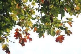 colorful fall foliage against a clear sky