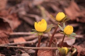 Macro picture of yellow spring flowers